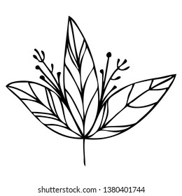 set collection forest fern eucalyptus  art foliage natural
leaves herbs in line style. Decorative beauty elegant illustration 
for design Vector