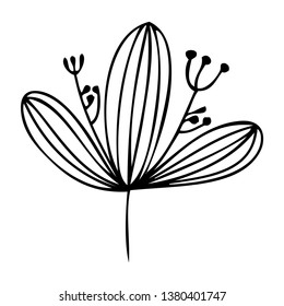 set collection forest fern eucalyptus  art foliage natural
leaves herbs in line style. Decorative beauty elegant illustration 
for design Vector