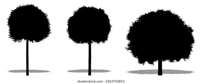 Set or collection of Globe Cherry as a black silhouette on white background. Concept or conceptual vector for nature, planet, ecology and conservation, strength, endurance and  beauty