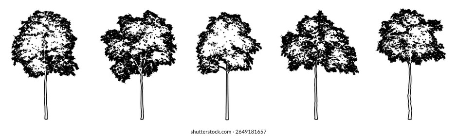 Set or collection of Grey Gum trees as black line drawing silhouette on white background. Concept or conceptual vector for nature, planet, ecology conservation, strength, endurance and  beauty