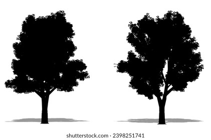 Set or collection of Grey Poplas trees as a black silhouette on white background. Concept or conceptual vector for nature, planet, ecology and conservation, strength, endurance and  beauty
