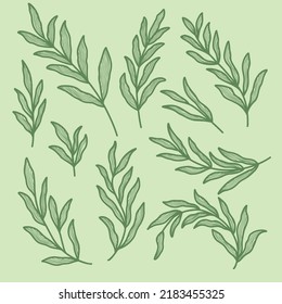 set collection of hand drawing aesthetic rustic leaves branch with line texture outline art