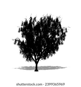 Set or collection of Honey Mesquite tree as a black silhouette on white background. Concept or conceptual vector for nature, planet, ecology and conservation, strength, endurance and  beauty