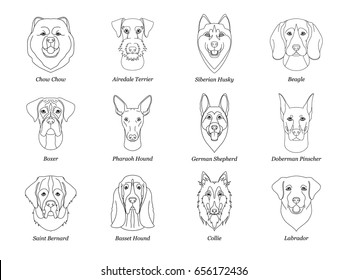 set, collection of isolated black outline head of airedale terrier, chow, husky, pharaoh hound, saint bernard, labrador, collie, doberman, boxer
 on white background. Line cartoon breed dog portrait.