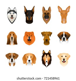 Set, collection of isolated colorful head and face of airedale terrier, beagle, chow, husky, pharaoh hound, saint bernard, labrador, collie, doberman, boxer. Color flat cartoon breed dog portrait.