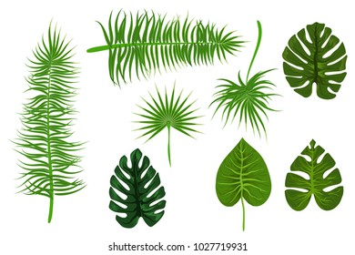 Set collection isolated. Tropical background vector palm leaf. Exotic summer green jungle tree. Hawaii plant pattern decoration design. Botanical tropic fashion element. Colorful travel banner.