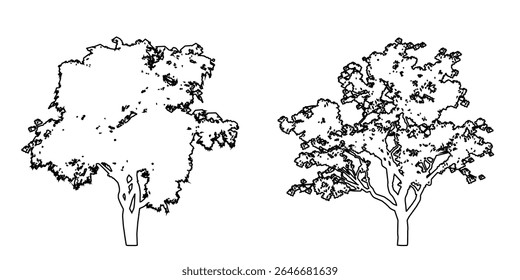 Conjunto o colección de árboles de Jacaranda como silueta de dibujo de línea negra sobre fondo blanco. Concepto o Vector conceptual para la naturaleza, el planeta, la ecología, la conservación, la fuerza, la resistencia y la belleza