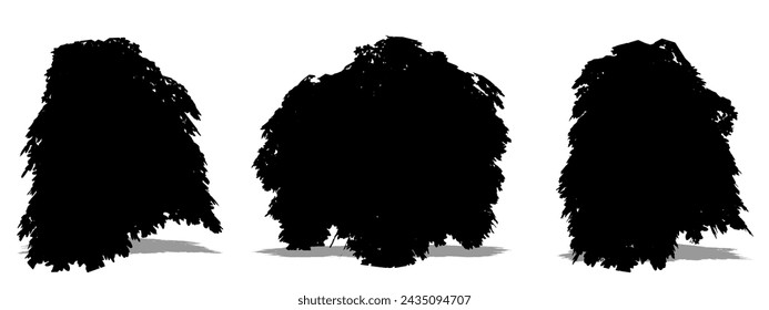 Set or collection of Japanese Chesewood trees as a black silhouette on white background. Concept or conceptual vector for nature, planet, ecology and conservation, strength, endurance and  beauty