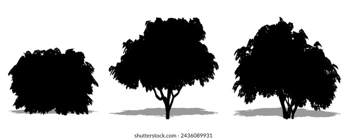 Set or collection of Japanese Chesewood trees as a black silhouette on white background. Concept or conceptual vector for nature, planet, ecology and conservation, strength, endurance and  beauty
