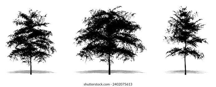 Set or collection of Japanese Maple trees as a black silhouette on white background. Concept or conceptual vector for nature, planet, ecology and conservation, strength, endurance and  beauty