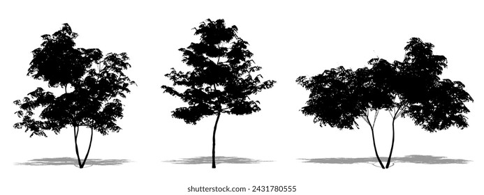 Set or collection of Japanese Maple trees as a black silhouette on white background. Concept or conceptual vector for nature, planet, ecology and conservation, strength, endurance and  beauty