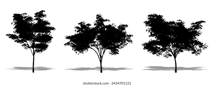 Set or collection of Japanese Maple trees as a black silhouette on white background. Concept or conceptual vector for nature, planet, ecology and conservation, strength, endurance and  beauty