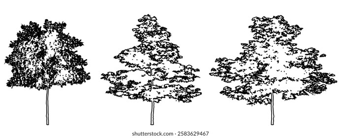 Set or collection of Japanese Maple trees as black line drawing silhouette on white background. Concept or conceptual vector for nature, planet, ecology conservation, strength, endurance and  beauty