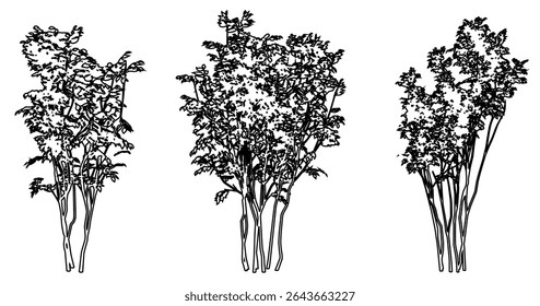 Set or collection of Japanese Sapphireberry  trees as black line drawing silhouette on white background. Concept or conceptual vector for nature, planet, ecology conservation, strength, endurance 