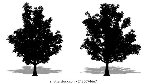 Set or collection of Japanese Sterwartia trees as a black silhouette on white background. Concept or conceptual vector for nature, planet, ecology and conservation, strength, endurance and  beauty