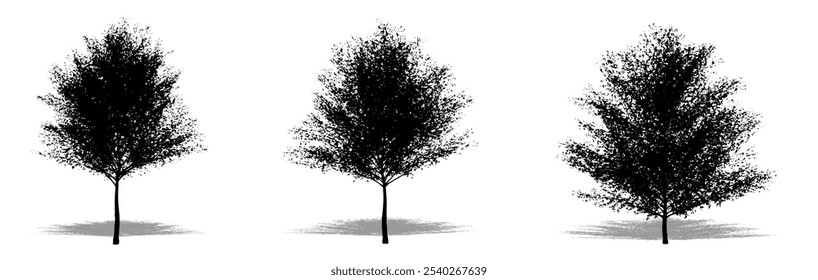 Set or collection of Japanese White Birch trees as a black silhouette on white background. Concept or conceptual vector for nature, planet, ecology and conservation, strength, endurance and  beauty