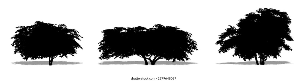 Set or collection of Kermes Oak trees as a black silhouette on white background. Concept or conceptual vector for nature, planet, ecology and conservation, strength, endurance and  beauty