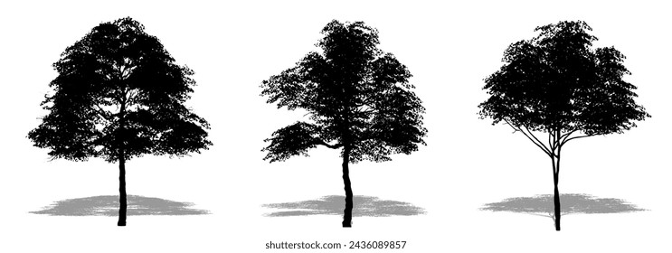 Conjunto o colección de robles de Konara como una silueta negra sobre fondo blanco. Concepto o vector conceptual de naturaleza, planeta, ecología y conservación, fuerza, resistencia y belleza