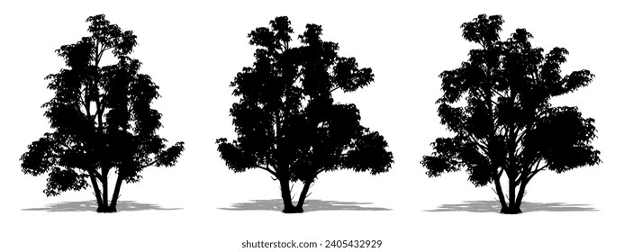 Set or collection of Kousa Dogwood trees as a black silhouette on white background. Concept or conceptual vector for nature, planet, ecology and conservation, strength, endurance and  beauty svg