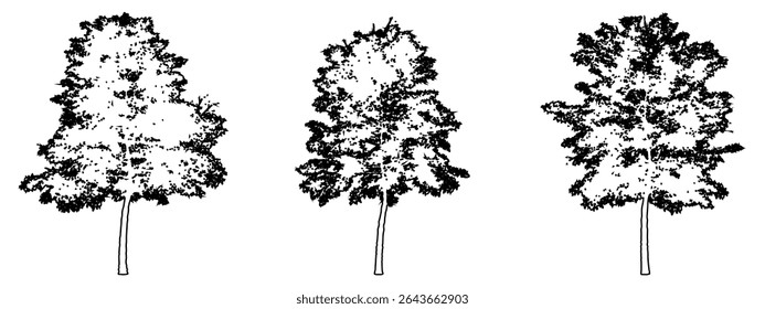 Conjunto ou coleção de Lacebark Elm árvores como silhueta de desenho linha preta no fundo branco. Conceito ou vetor conceitual para a natureza, planeta, conservação ecologia, força, resistência e beleza