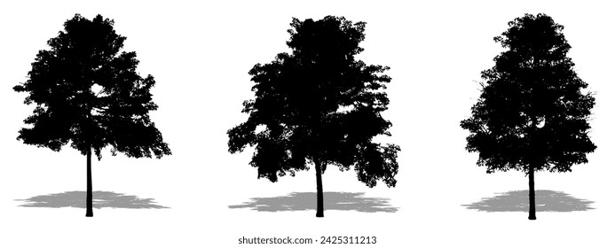 Set or collection of Lacerbark Elm trees as a black silhouette on white background. Concept or conceptual vector for nature, planet, ecology and conservation, strength, endurance and  beauty