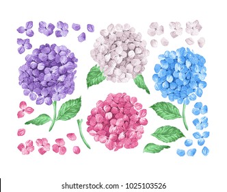 Set / collection of Lilac hydrangea flowers, leaves, petals isolated on white background. Watercolor style. Editable elements. Botanical vector illustration.