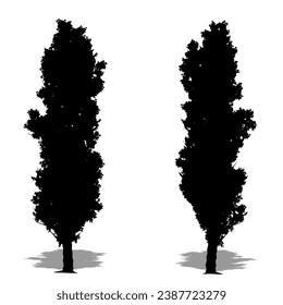 Set or collection of Lombardy Poplar trees as a black silhouette on white background. Concept or conceptual vector for nature, planet, ecology and conservation, strength, endurance and  beauty