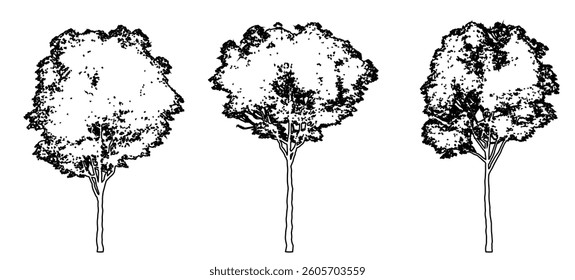Set or collection of London Plane trees as black line drawing silhouette on white background. Concept or conceptual vector for nature, planet, ecology conservation, strength, endurance and  beauty