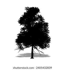 Set or collection of Manchurian Angelica trees as a black silhouette on white background. Concept or conceptual vector for nature, planet, ecology and conservation, strength, endurance and  beauty