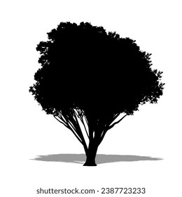 Set or collection of Northern Rata trees as a black silhouette on white background. Concept or conceptual vector for nature, planet, ecology and conservation, strength, endurance and  beauty