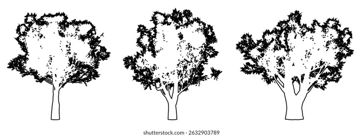 Conjunto ou coleção de oliveiras como uma silhueta de desenho de linha preta sobre fundo branco. Conceito ou vetor conceitual para a natureza, planeta, conservação ecologia, força, resistência e beleza