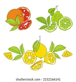 Set of collection orange, lemon, bergamot, lime and grapefruit citrus element fruits. Vector illustration collection tropical exotic food. 