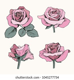 Set collection of pink roses with leaves isolated on white background. Vector illustration. Can use for greeting cards, wedding invitations, patterns.