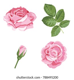 Set collection of pink roses with leaves isolated on white background. Vector illustration. Can use for greeting cards, wedding invitations, patterns.