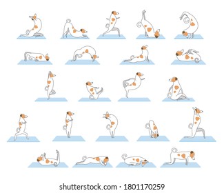 Set or collection of poses, yoga asanas with cute jack russell terrier character isolated on white background for design. Outline vector stock illustration with dog doing yoga