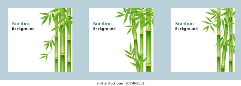 Set collection of realistic green bamboo tree leaf on white square background. Vector illustration