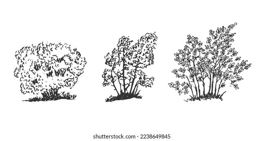 Set collection rough pen sketch hand drawn bushes. Vector bushes, grasses element for design drawing concept isolated on white background.