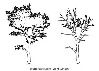 Set or collection of Rural Maple trees as black line drawing silhouette on white background. Concept or conceptual vector for nature, planet, ecology conservation, strength, endurance and  beauty