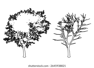 Set or collection of Rural Maple trees as black line drawing silhouette on white background. Concept or conceptual vector for nature, planet, ecology conservation, strength, endurance and  beauty