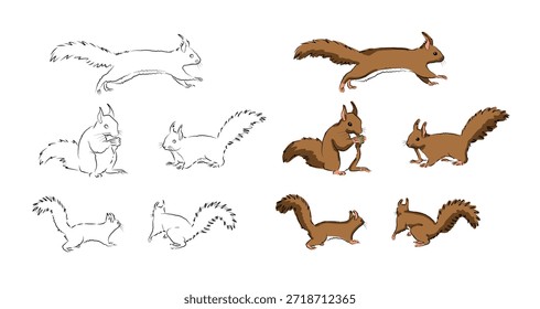 Conjunto, colección de ardillas en diferentes posturas, posiciones. Correr, comer y saltar. Dibuja trazos entintados y versiones coloridas. Ilustración vectorial.