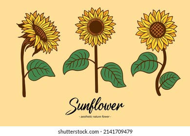 Set Collection Sunflower Summer Floral nature plant Aesthetic hand drawn Romantic illustration