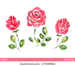 Set collection. Vector. Beautiful roses. Hand painting artwork. Happy Valentines day. Love concept for wedding invitations card ticket, congratulations, branding, logo. Gift for young girl, women