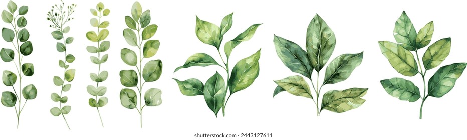 Set collection vector illustration watercolor green leaves on transparent background.Vector EPS 10