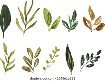 Set collection vector illustration watercolor green leaves on transparent background.