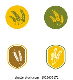 Set collection wheat paddy logo