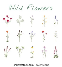 Set Collection of Wild Flowers Vector Illustration