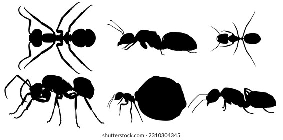 Set collections Ant insect black silhouette animal icon Vector illustration