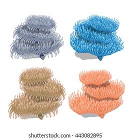 A set of colonies of polyps isolated on white background. Vector illustration.