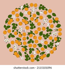 A set of color apricots in a circle. Vector graphics