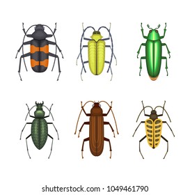 Set of color beetles icons